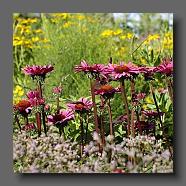 Echinacea 'fatal attraction'